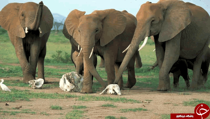 احساس همدردی در فیل‌ها چگونه است؟