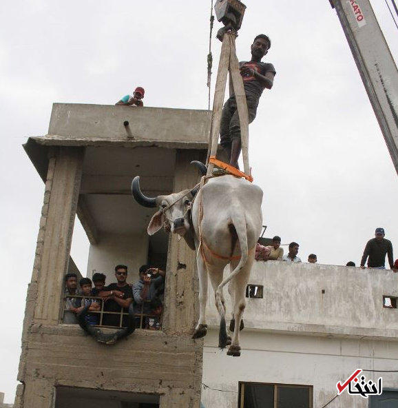 برنامه جالب دامپروران پاکستانی به مناسبت عید قربان+تصاویر