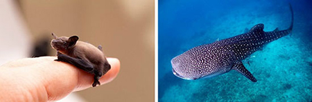 مکانهای تفریحی تایلند,گردشگری تایلند