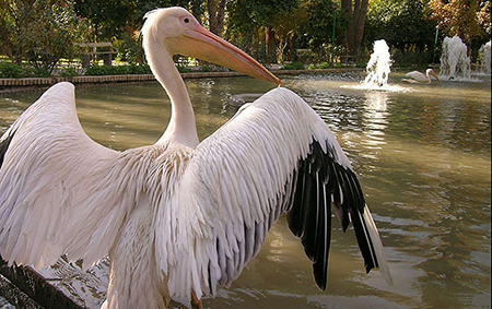 عکس های باغ گلشن طبس