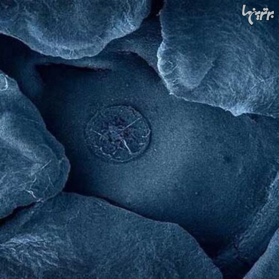 دنیا زیر میکروسکوپ چه شکلی است؟