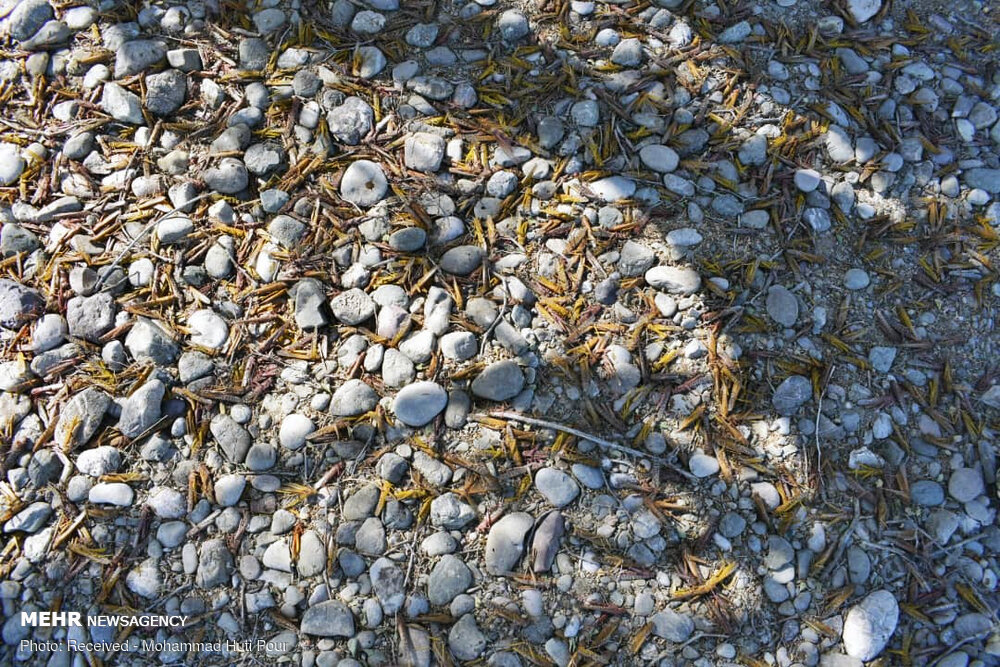 خیز ملخ ها برای هجوم به جنوب کرمان/ کمبود اعتبار و تجهیزات