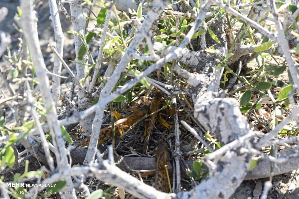 خیز ملخ ها برای هجوم به جنوب کرمان/ کمبود اعتبار و تجهیزات