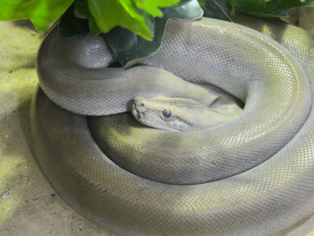 پرندگان سارق، مورچه‌های "زامبی" و صدف سنگ‌خوار؛ عجیب‌ترین جانوران سال ۲۰۱۹