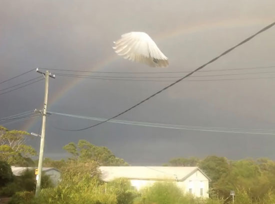 تصاویری که در بهترین زمان ممکن ثبت شده اند!