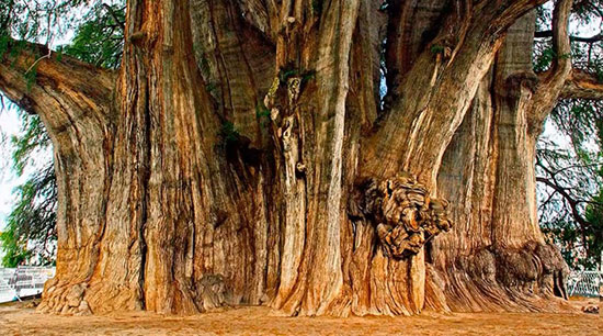 شگفت انگیزترین درختان جهان