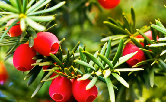 مجموعه حقایق جالب و شگفت انگیز (سری دوم)