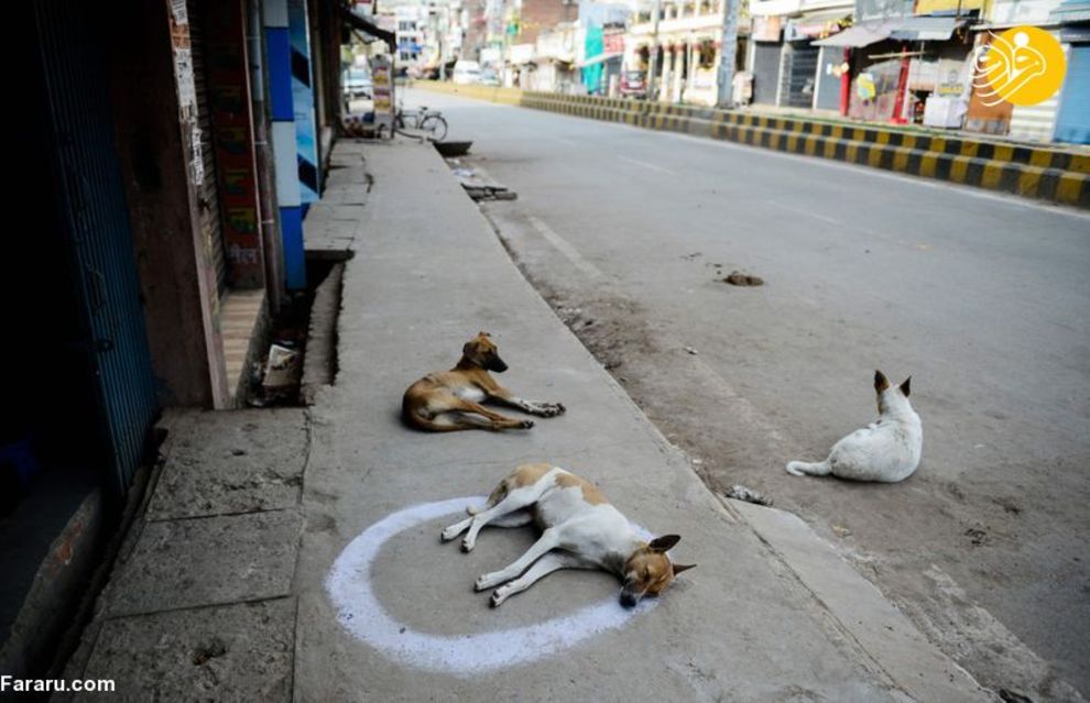 (تصاویر) شهرهای خلوت در تسخیر سگها و گربهها