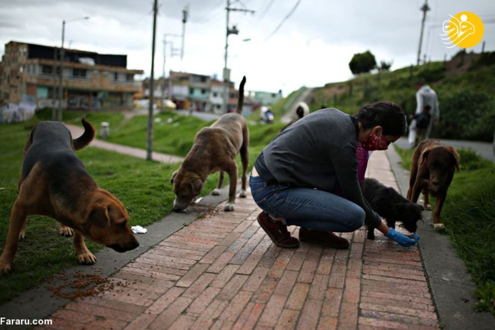 (تصاویر) شهرهای خلوت در تسخیر سگها و گربهها