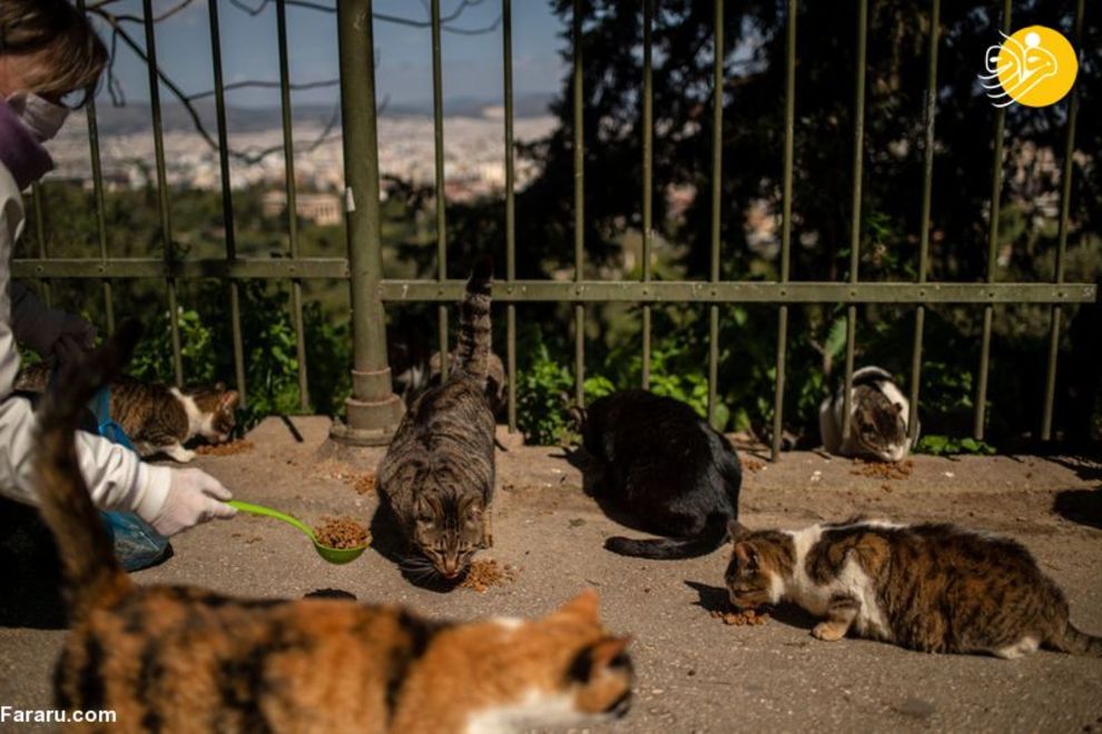 (تصاویر) شهرهای خلوت در تسخیر سگها و گربهها