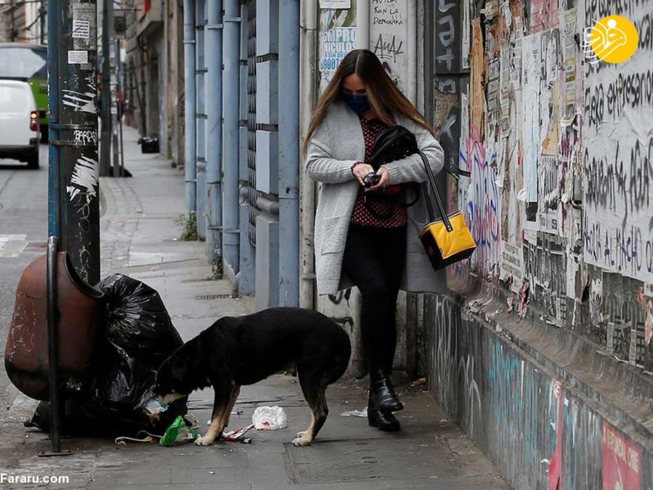 (تصاویر) شهرهای خلوت در تسخیر سگها و گربهها