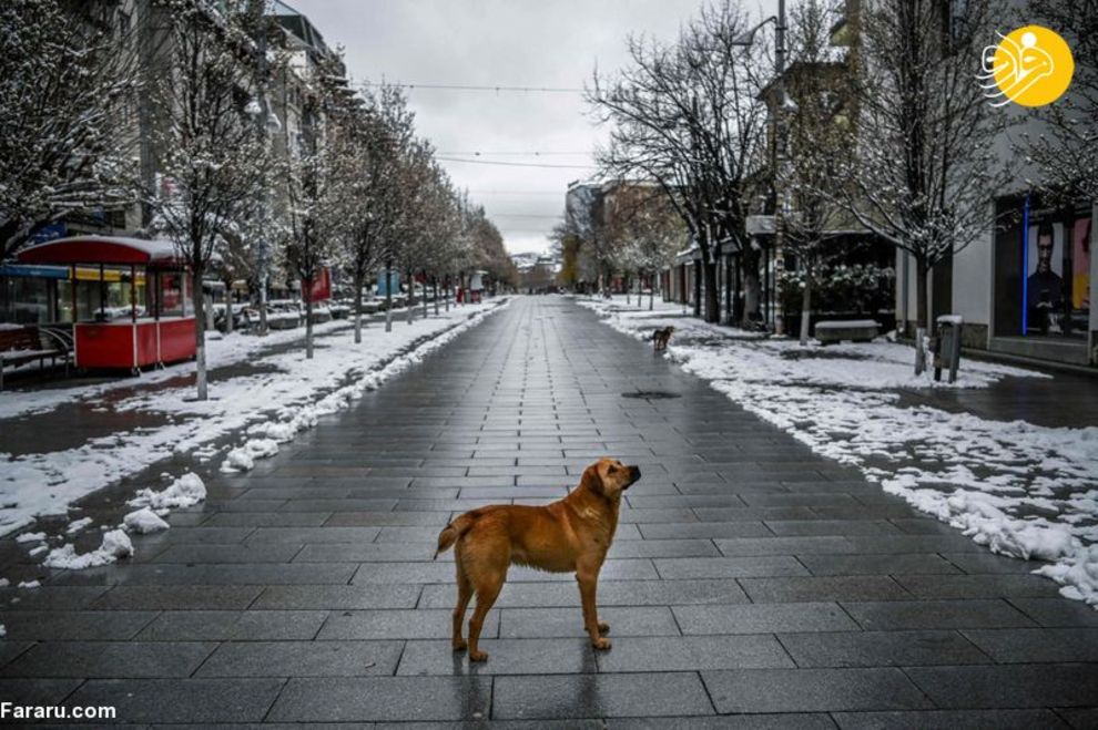 (تصاویر) شهرهای خلوت در تسخیر سگها و گربهها