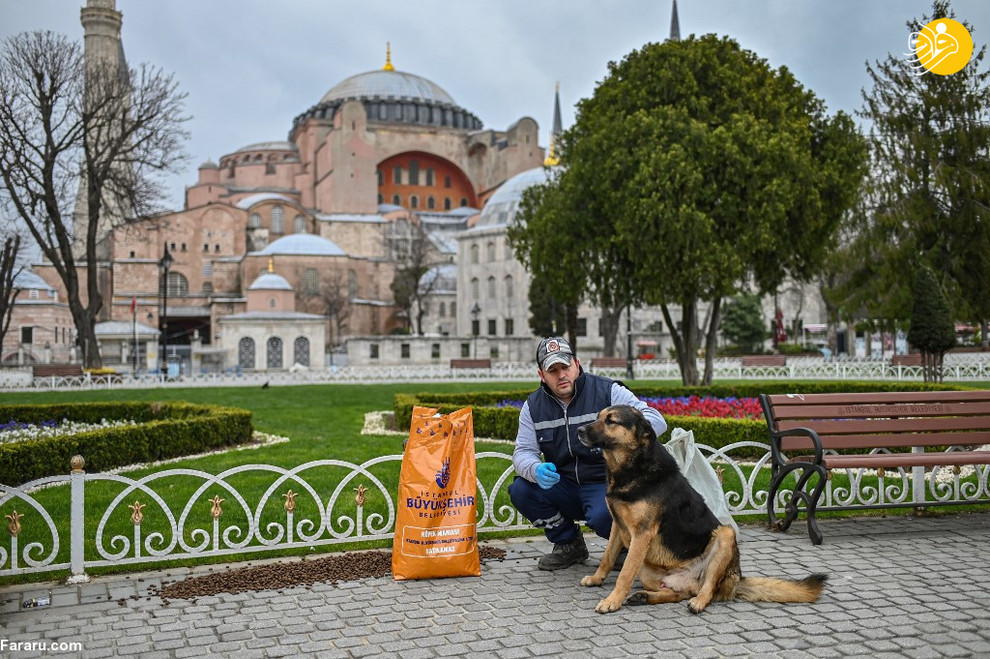 (تصاویر) شهرهای خلوت در تسخیر سگها و گربهها