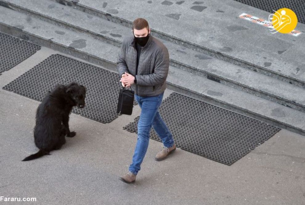 (تصاویر) شهرهای خلوت در تسخیر سگها و گربهها