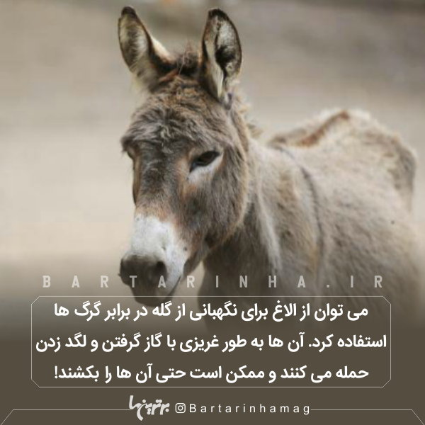 دانستنی‌های جالب (۲۶۶)