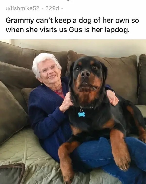 تصاویر بامزه از سگ‌های غول پیکری که احساس کوچک و بغلی بودن می‌کنند!