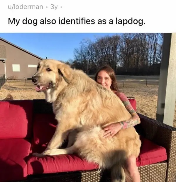 تصاویر بامزه از سگ‌های غول پیکری که احساس کوچک و بغلی بودن می‌کنند!