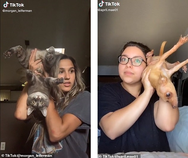 تلفن بازی با حیوانات خانگی؛ چالش جدید شبکه اجتماعی تیک تاک که با انتقاد روبه‌رو شد