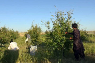 برداشت 800 تن انار در فنوج سیستان و بلوچستان