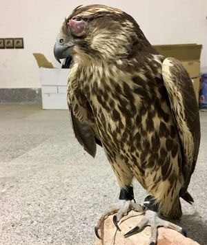 قطر