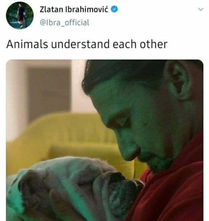 وقتی زلاتان خودش را حیوان خواند!/ عکس