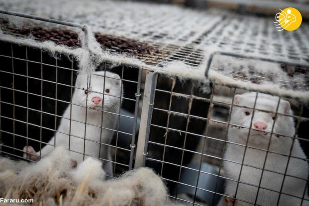 کشتار ۱۷ میلیون راسو در دانمارک/ عکس‌ها