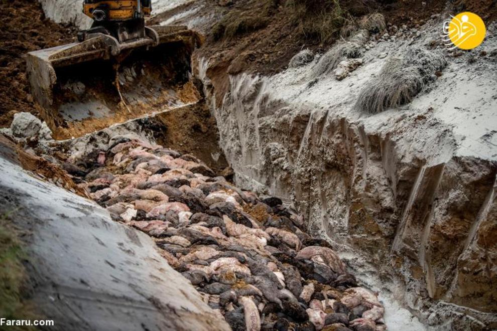 کشتار ۱۷ میلیون راسو در دانمارک/ عکس‌ها