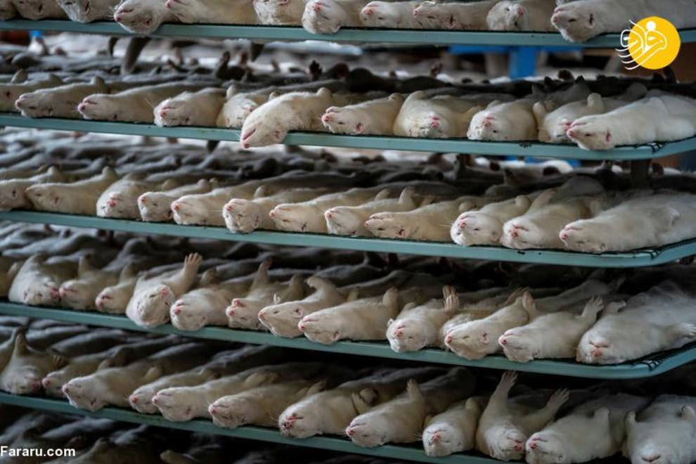 کشتار ۱۷ میلیون راسو در دانمارک/ عکس‌ها