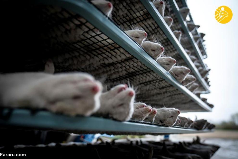 کشتار ۱۷ میلیون راسو در دانمارک/ عکس‌ها