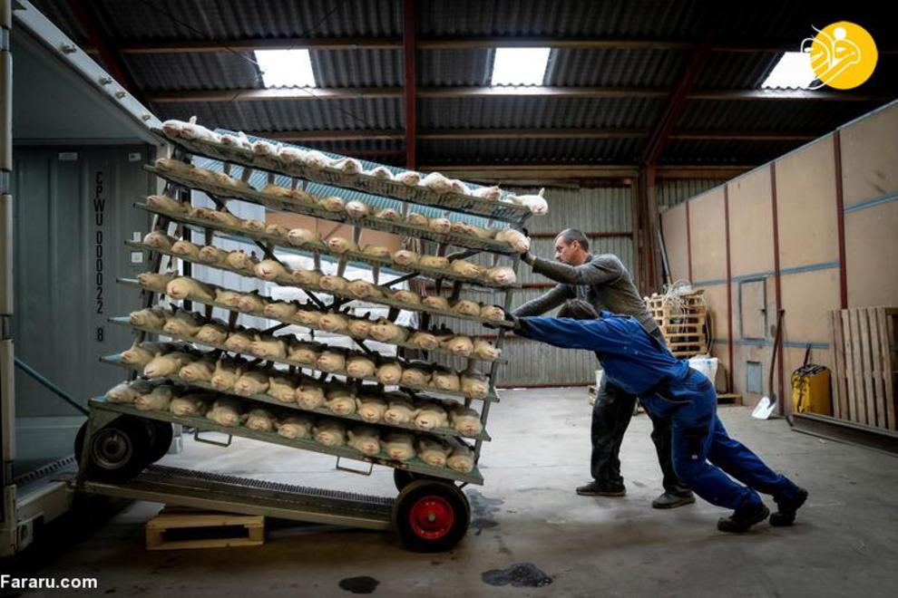 کشتار ۱۷ میلیون راسو در دانمارک/ عکس‌ها