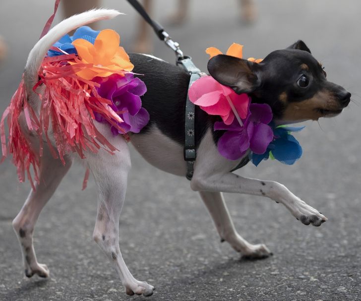 چند حقیقت جالب و خواندنی درباره فرهنگ مردم برزیل