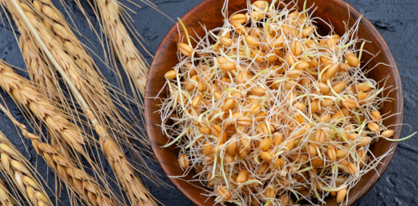 جوانه گندم با فیبر بالا به شما احساس سیری میدهد