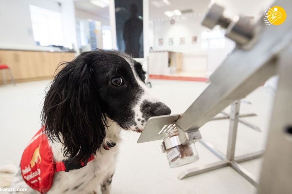 سگ‌های کرونایاب، از ایران تا فنلاند/ تصاویر‌