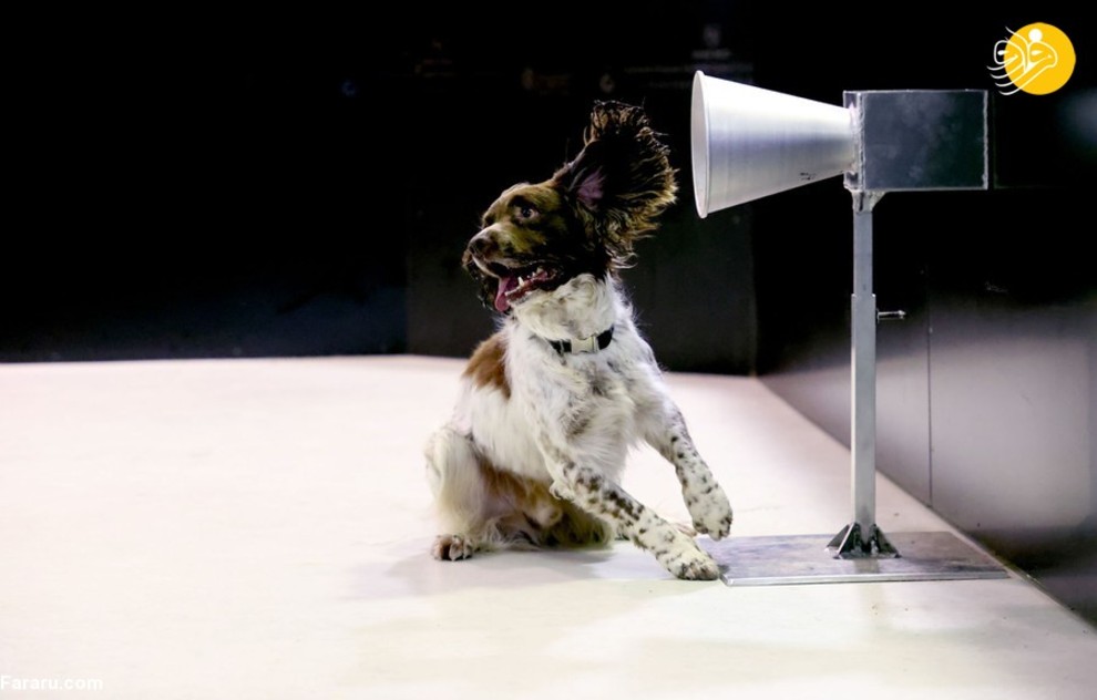 سگ‌های کرونایاب، از ایران تا فنلاند/ تصاویر‌