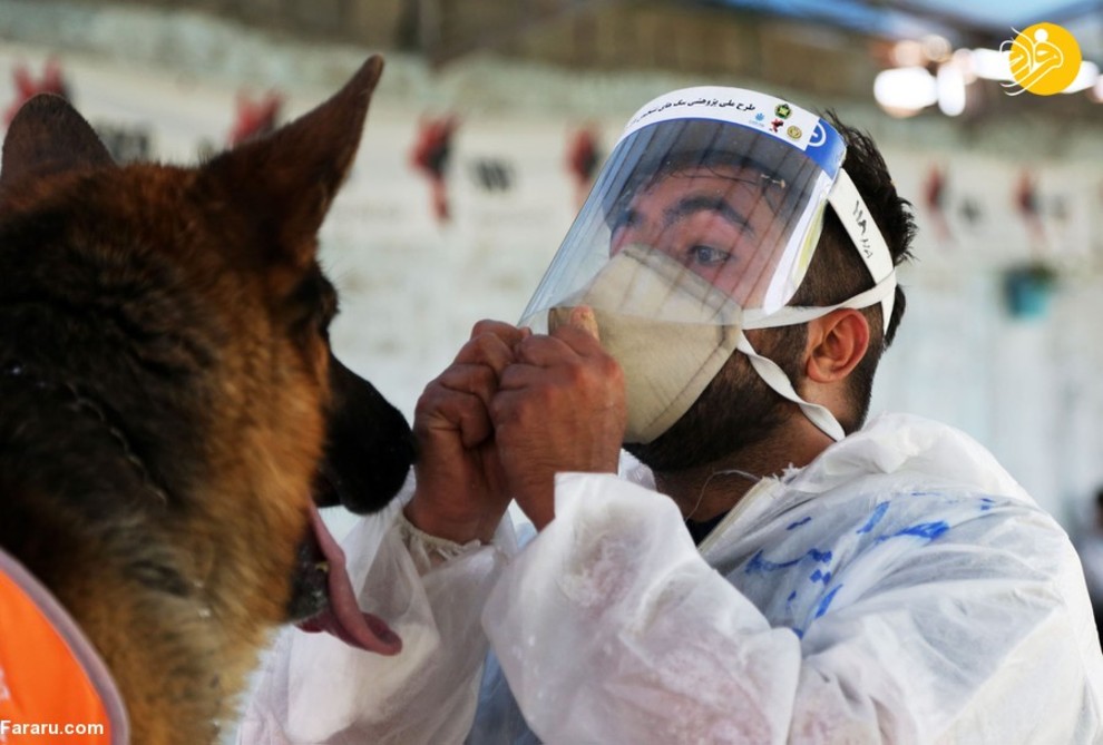 سگ‌های کرونایاب، از ایران تا فنلاند/ تصاویر‌