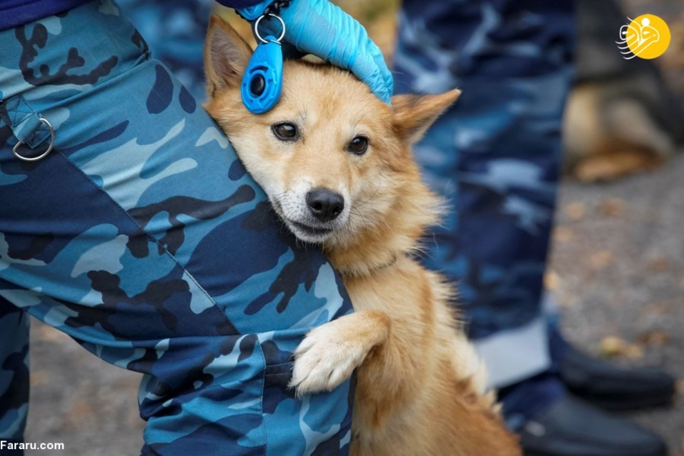 سگ‌های کرونایاب، از ایران تا فنلاند/ تصاویر‌