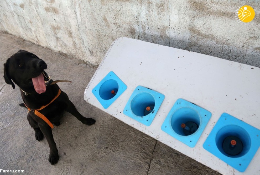 سگ‌های کرونایاب، از ایران تا فنلاند/ تصاویر‌