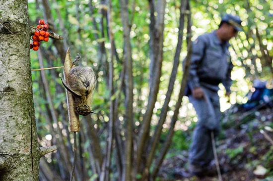 تصاویر منتخب حیات وحش در یک هفته