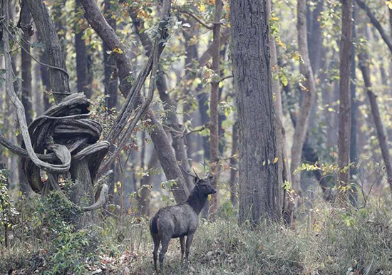تصاویر منتخب حیات وحش در یک هفته