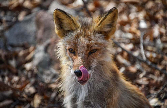تصاویر منتخب حیات وحش در یک هفته