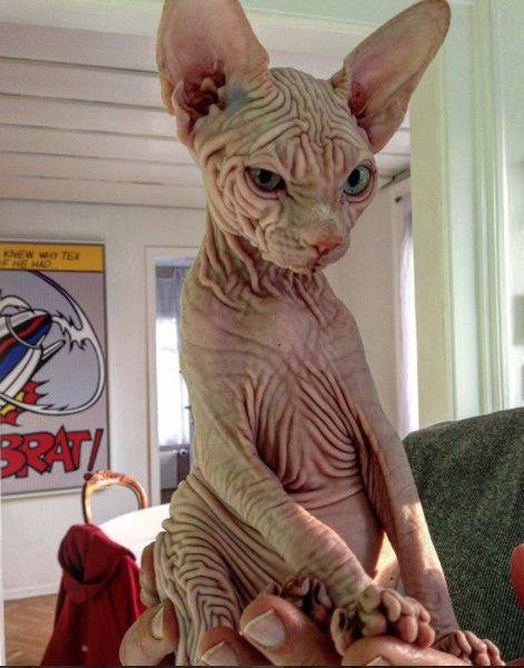 محبوبیت گربه شیطانی در شبکه اجتماعی +عکس