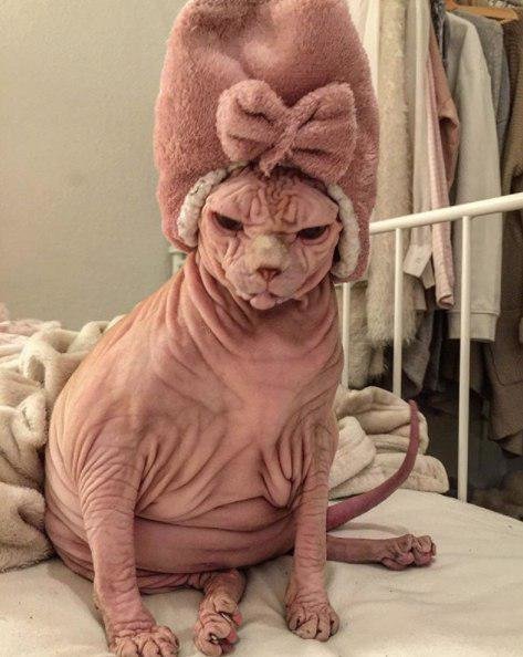 محبوبیت گربه شیطانی در شبکه اجتماعی +عکس