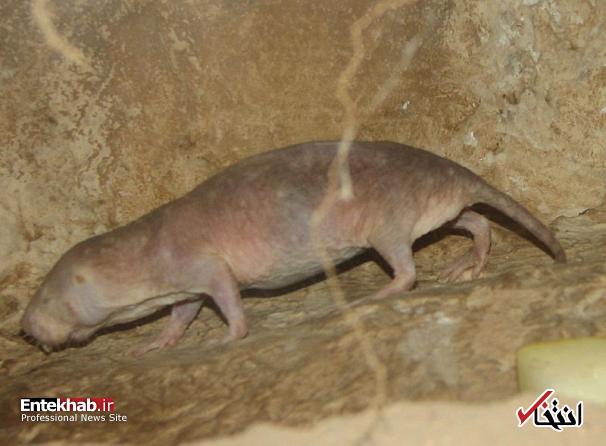 بدن کدام حیوانات به سرطان مقاوم است؟