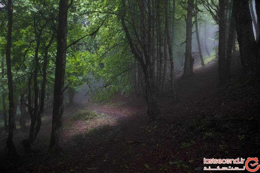 جنگل الیمستان آمل