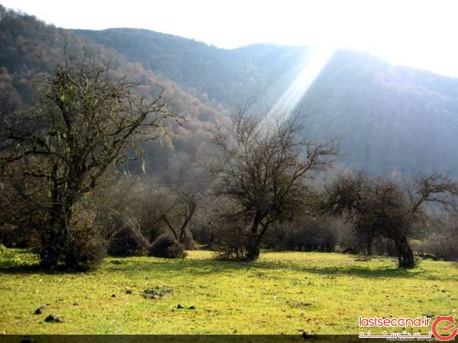 جنگل الیمستان آمل